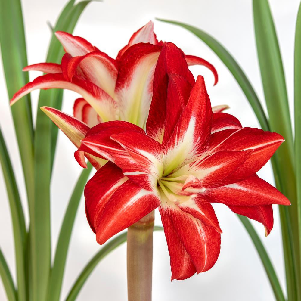 Amaryllis Double Splash - 1 bulb - Longfield Gardens