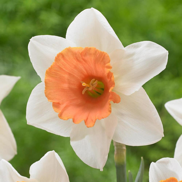 Daffodil Trumpet Full Throttle