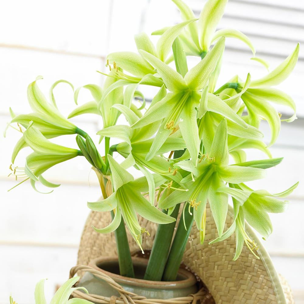 Amaryllis Single Evergreen - 1 bulb - Longfield Gardens