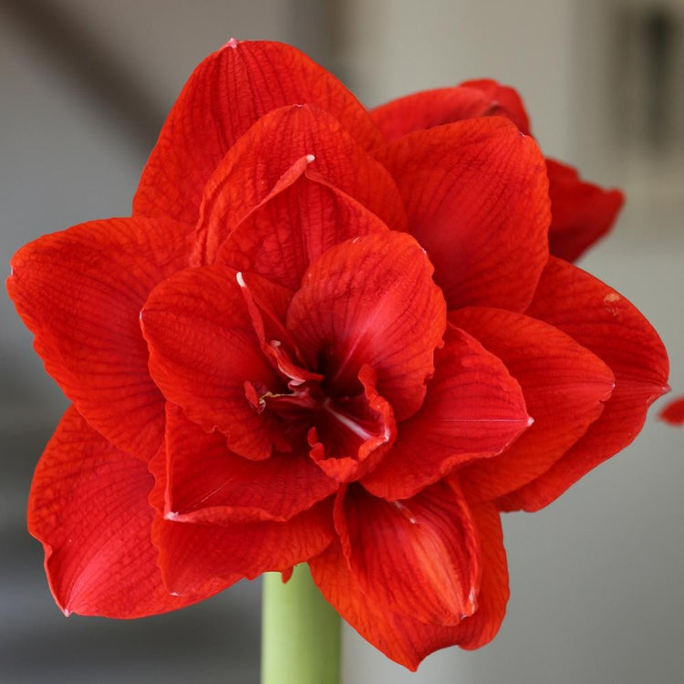 Amaryllis Double King