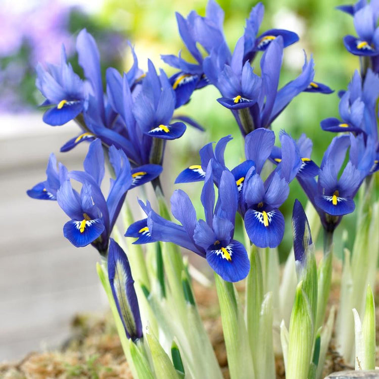 Iris Reticulata Harmony