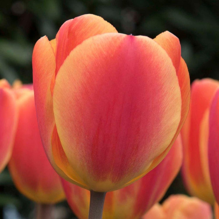 Darwin hybrid tulip Oxford Elite showing a single mature flower in a color that blends red, rose-pink and yellow.