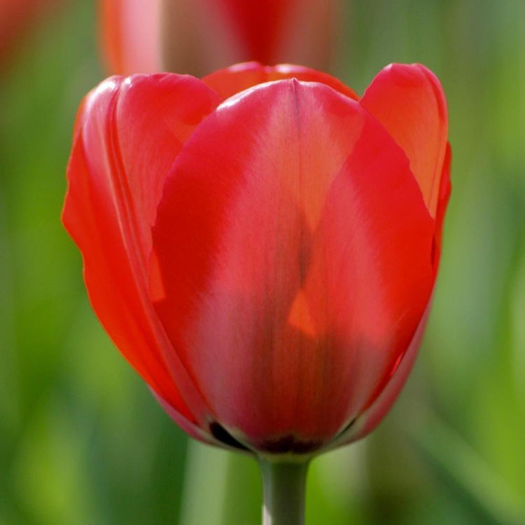 One Red Impression Darwin hybrid tulip flower showing bright red petals and green background.