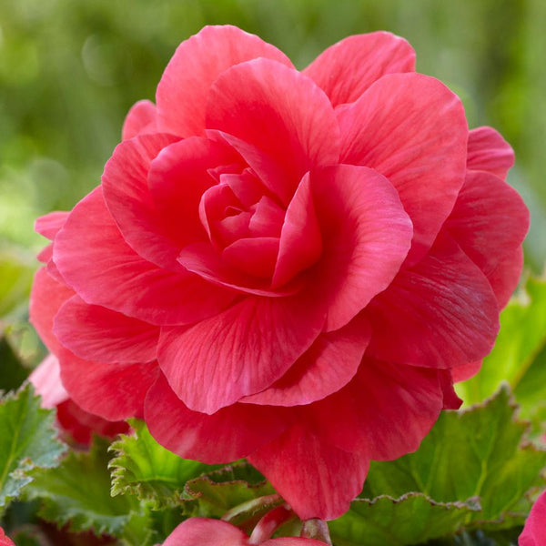 The flower of double tuberous begonia Upright Roseform Pink.