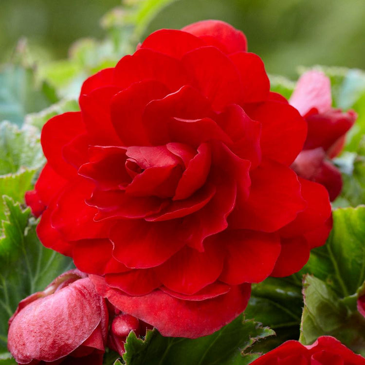 Begonia Upright Double Roseform Scarlet