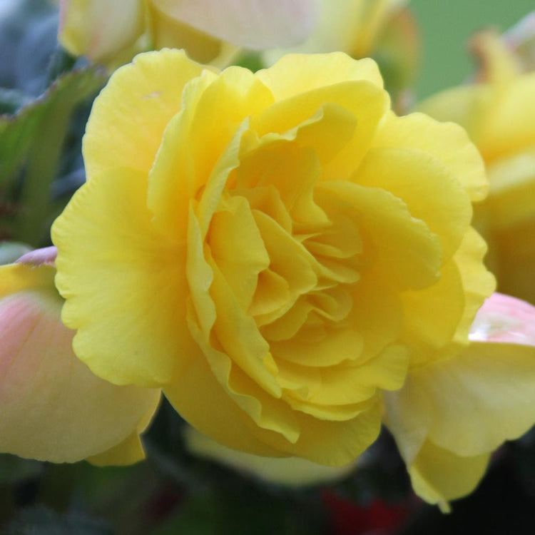 Begonia Upright Double Roseform Yellow