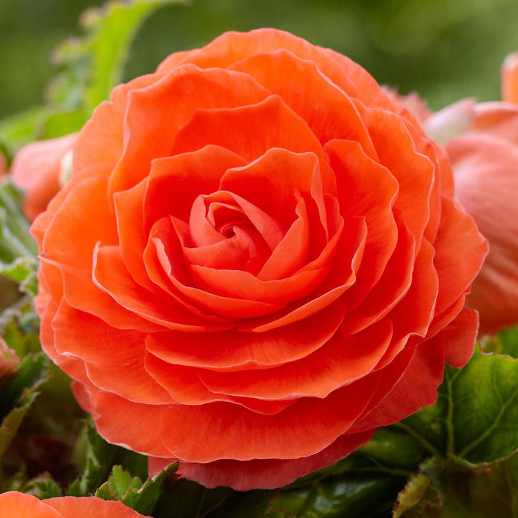 A deep orange double roseform tuberous begonia flower.