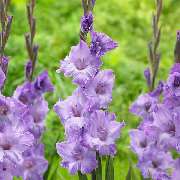 Gladiolus Milka