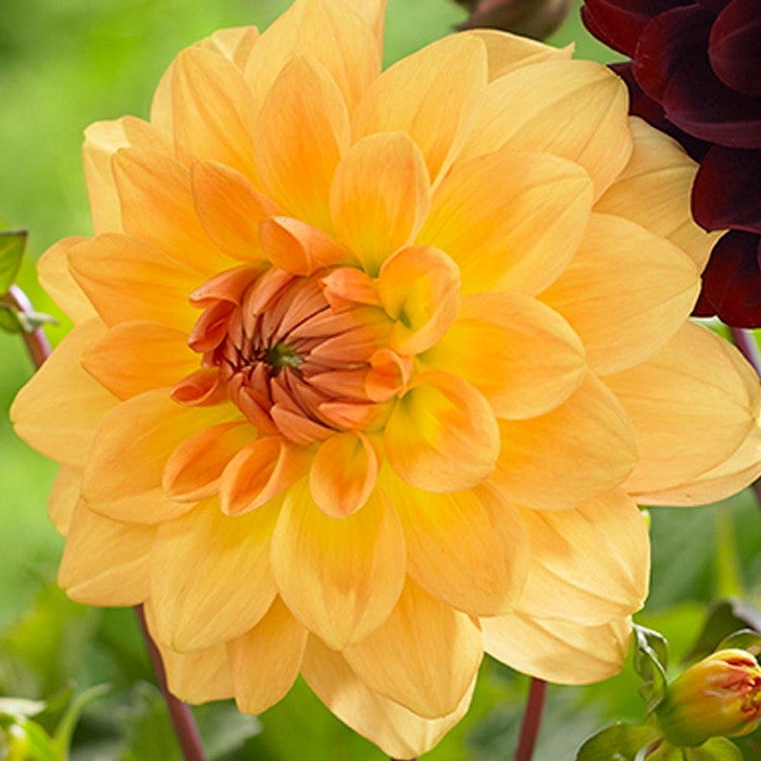 Decorative dahlia Karma Gold, showing one 4 to 5" flower with golden yellow petals and warm, butterscotch markings.
