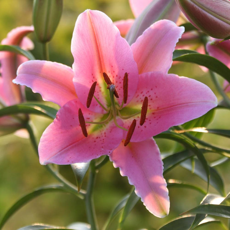 one lily flower Lily Oriental Medusa - 5 bulbs