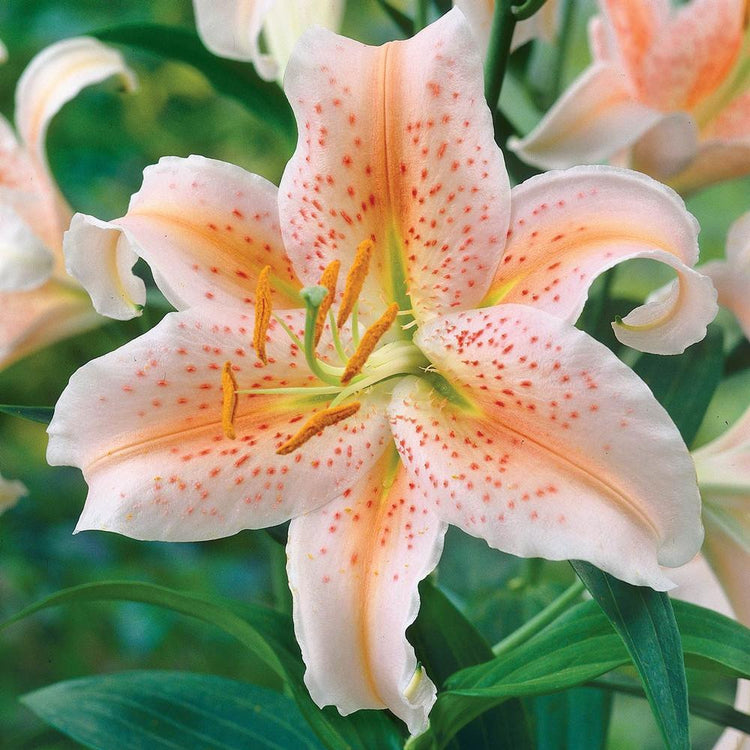 white star lily flower Lily Oriental Salmon Star - 5 bulbs