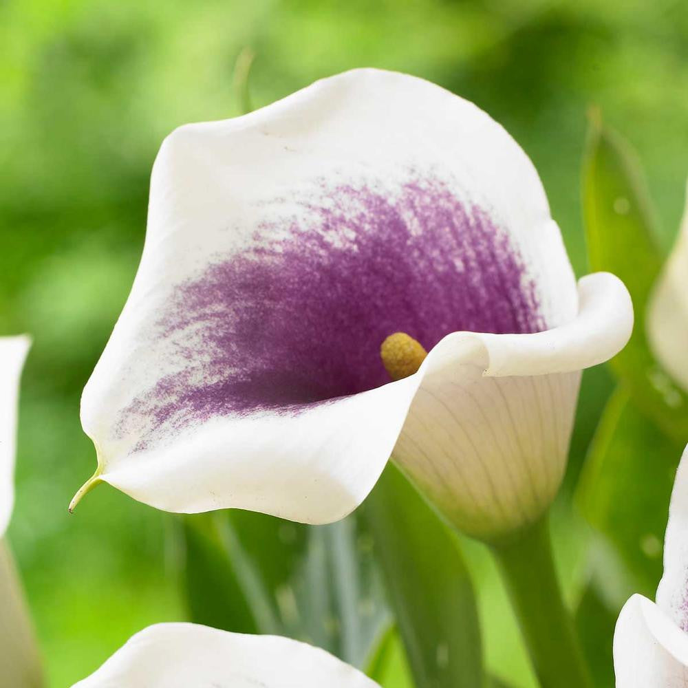 picasso calla lily plant Calla Lily Picasso - 3 bulbs