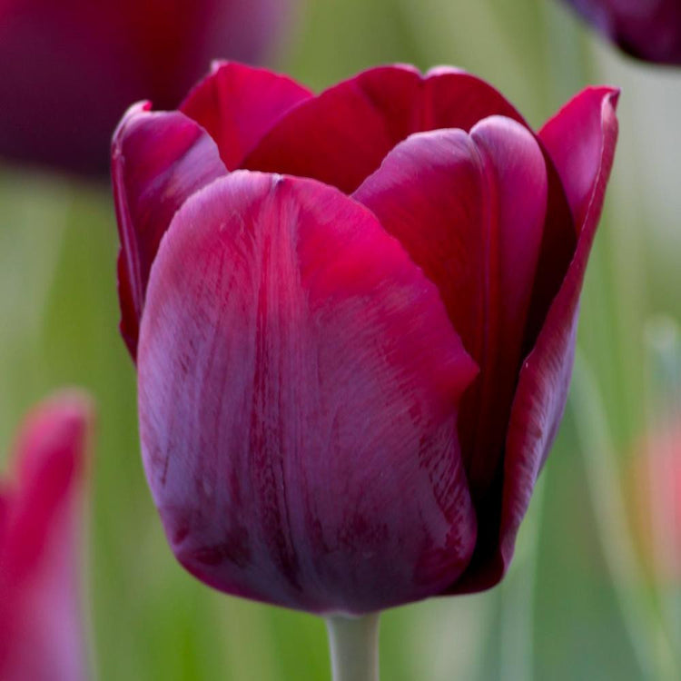 Tulip Triumph Ronaldo