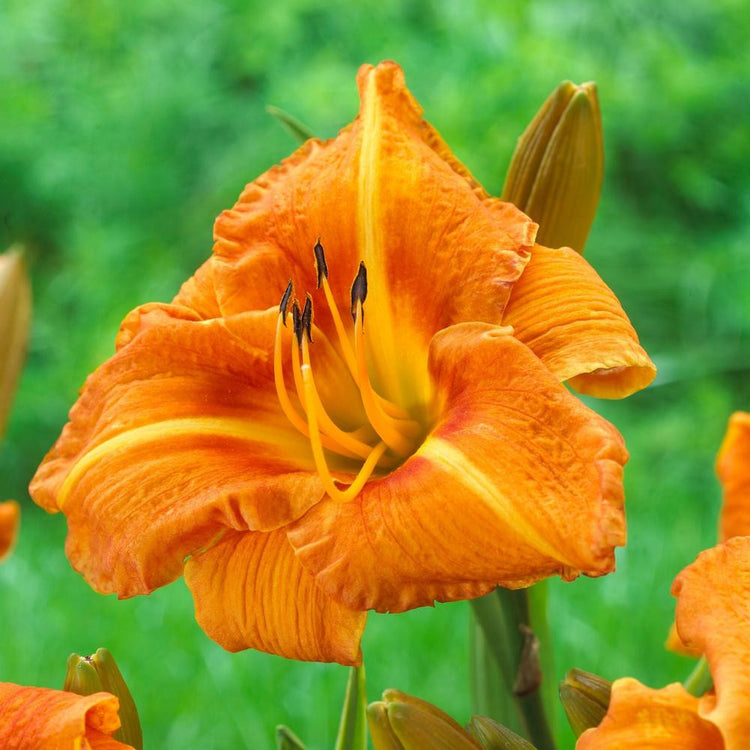 Daylily Tuscawila Tigress