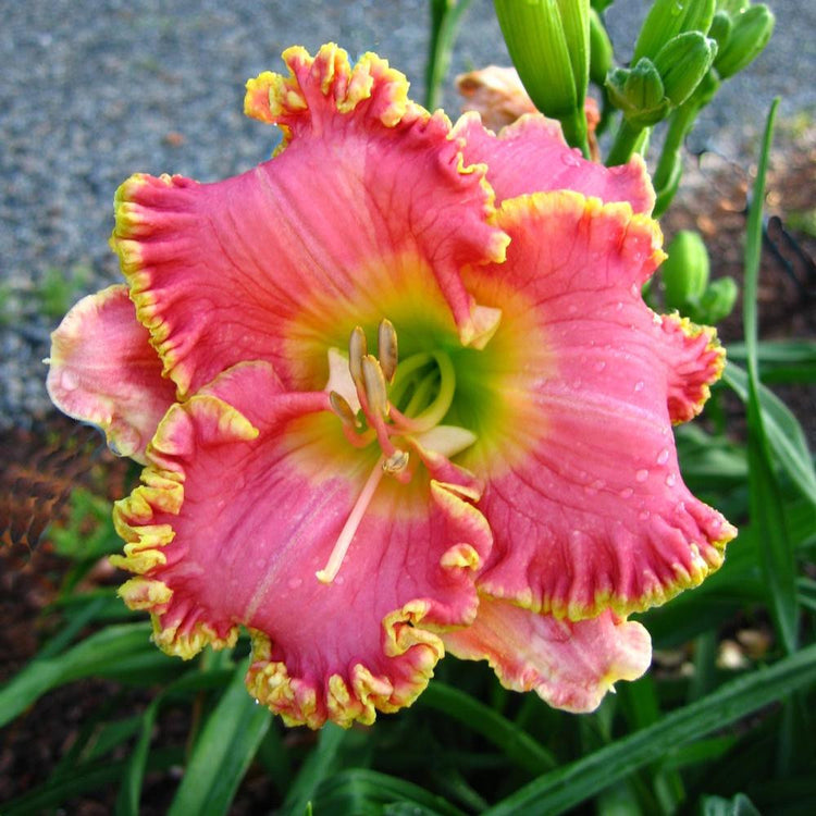Daylily Diva's Choice