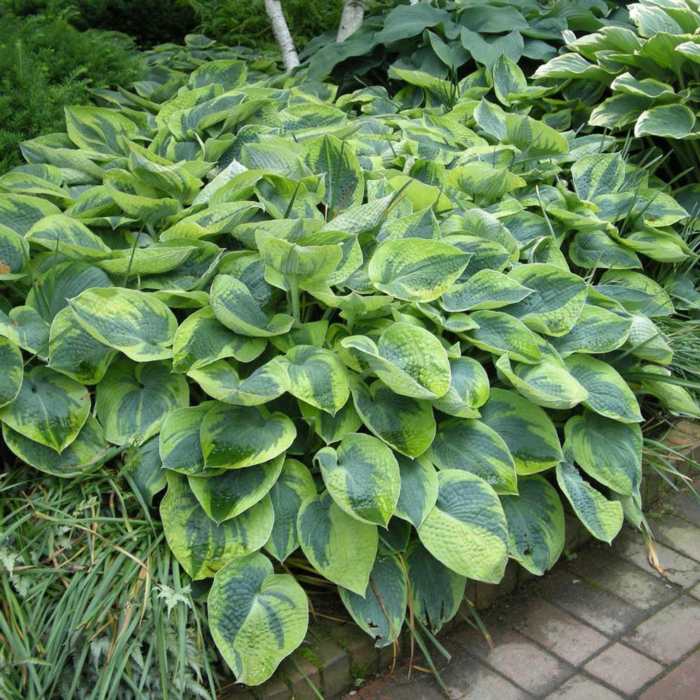 Hosta Large Leaf Tokudama Flavocircinalis - 1 bare root - Longfield Gardens