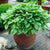 Medium Leaf Hostas
