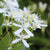 Clematis Paniculata