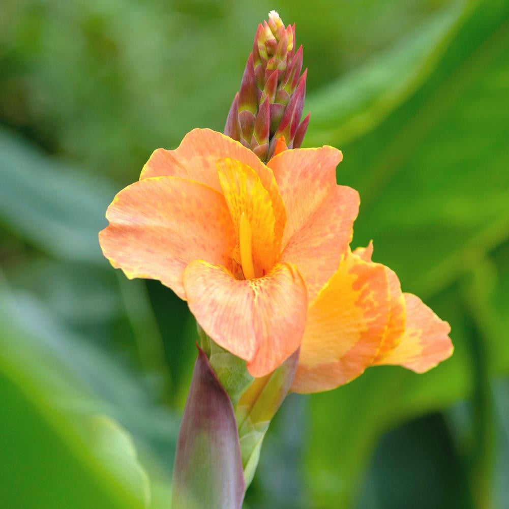 Canna Short Orange Magic - 3 rhizomes - Longfield Gardens