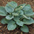 Large Leaf Hostas