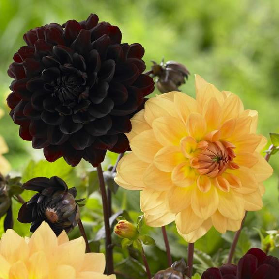 Dahlia Decorative Karma Gold & Karma Choc