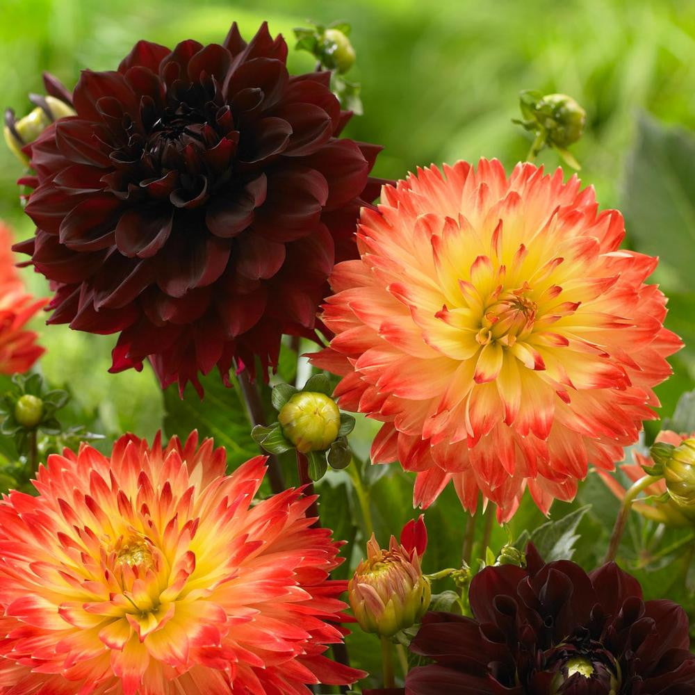 Dahlia Decorative Arabian Night & Procyon - 4 tuber clumps