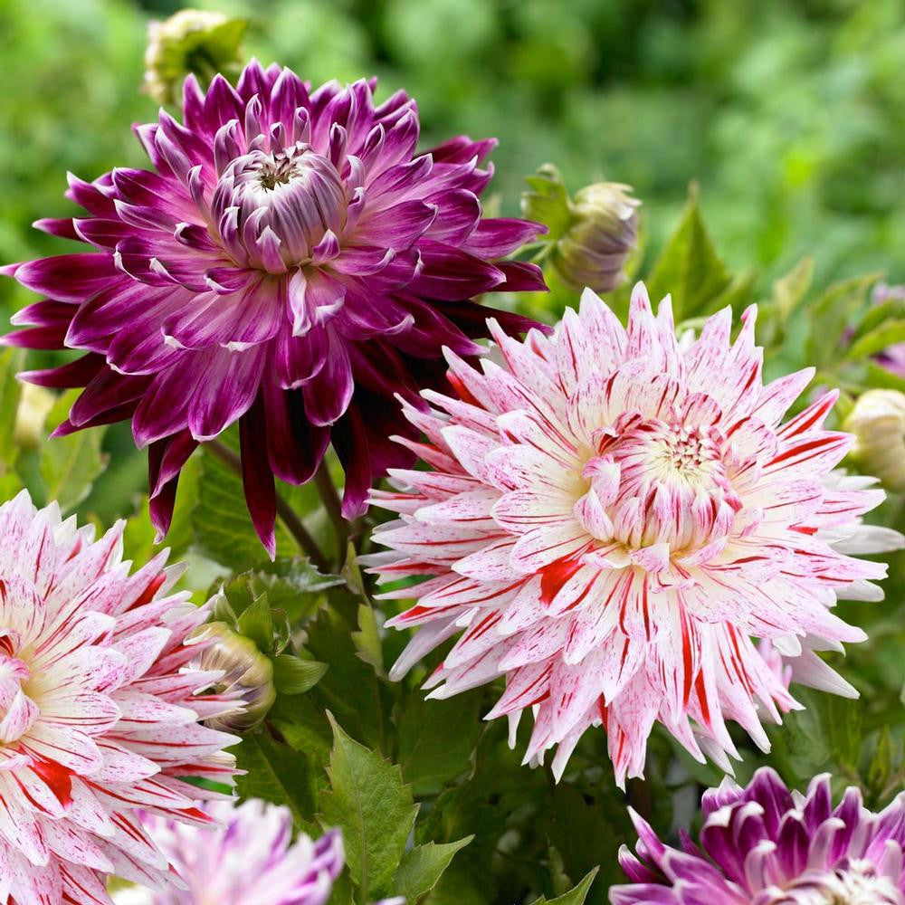 Dahlia Dinnerplate Avignon & Vancouver - 4 tuber clumps