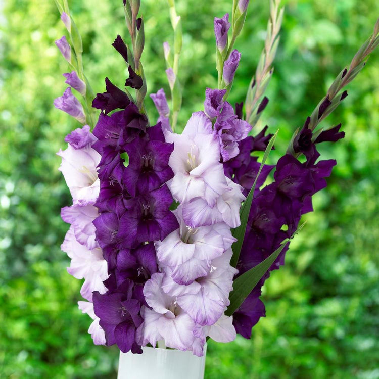 Gladiolus Large Flowering Mante & Costa