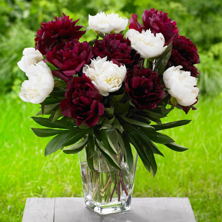 Peony Lactiflora Black Beauty & Duchess de Nemours