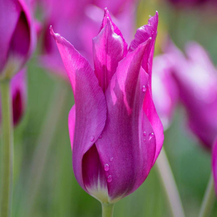 Tulip Lily Flowering Purple Dream