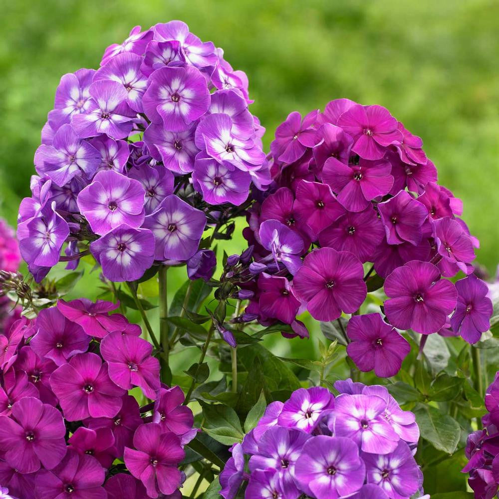 Phlox Paniculata Laura Nicky 6 Bare Roots Longfield Gardens phlox-paniculata-laura-nicky-6-bare-roots-longfield-gardens