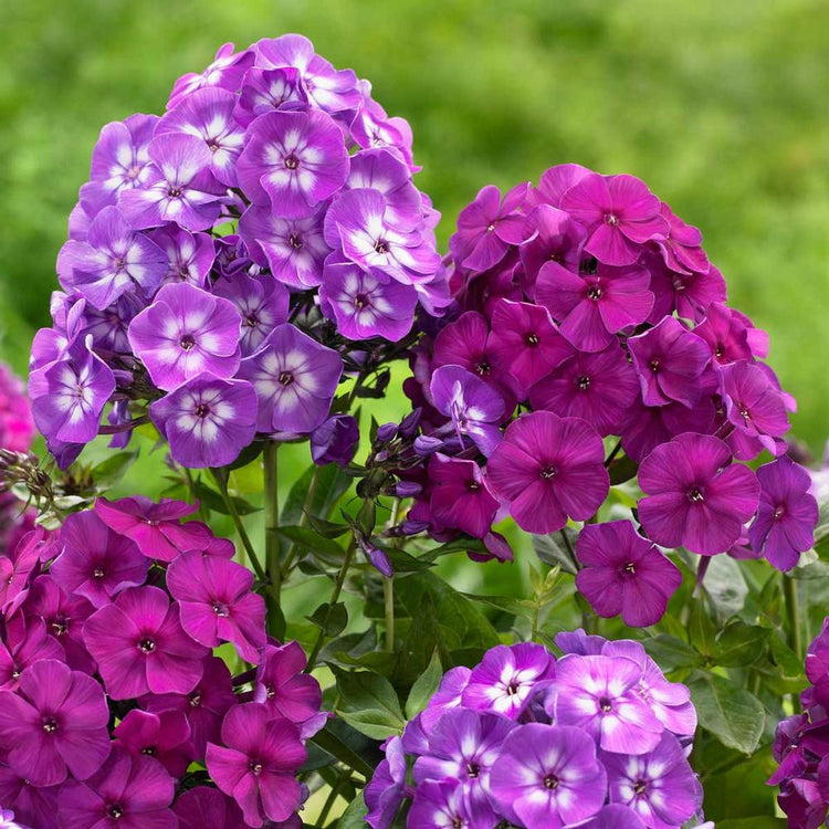 Phlox Paniculata Laura & Nicky