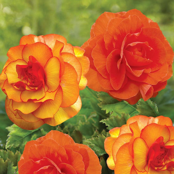 Begonia Upright Double Roseform Orange & Picotee Sunburst - 6