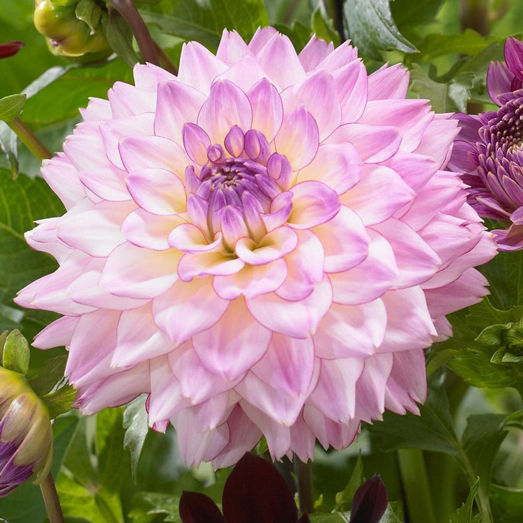 Dahlia Decorative Colorful Investment