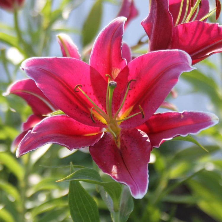 Oriental lily Cobra, showing the deep, rose-pink flower with a white outline around each petal.