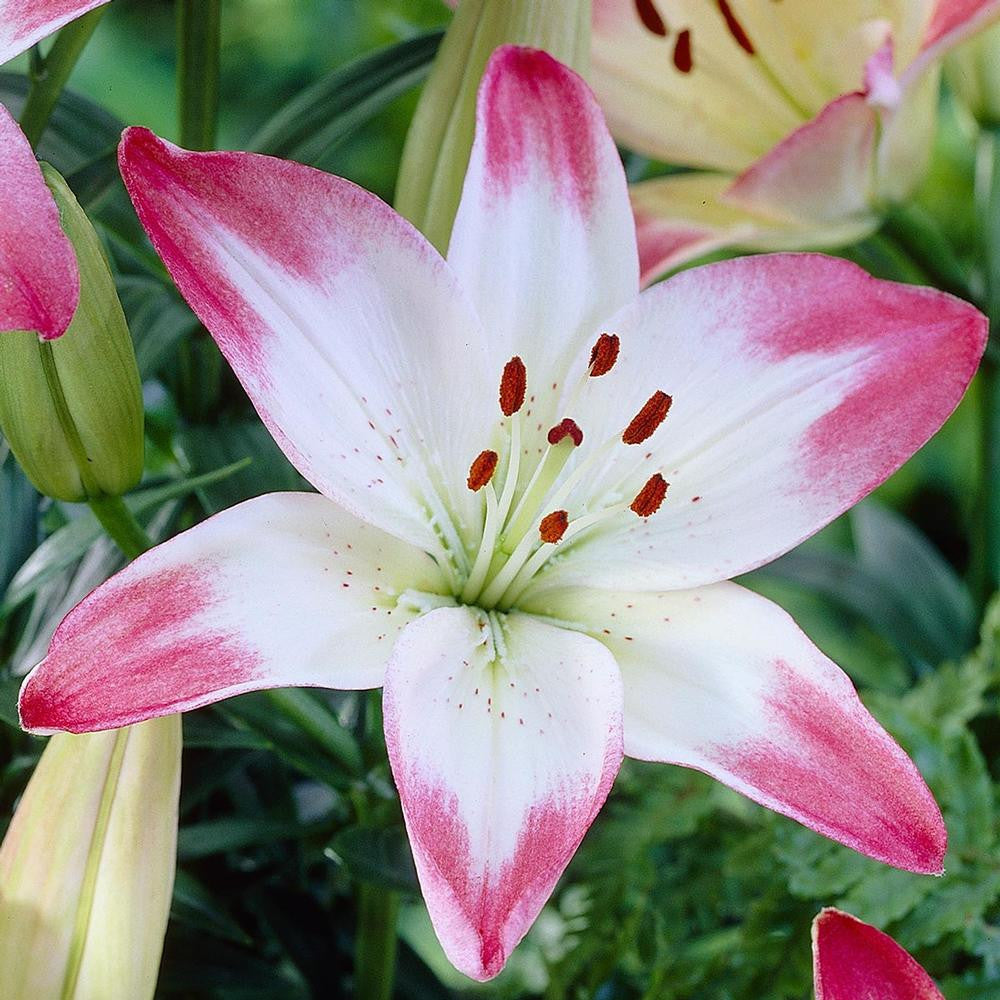 Lily Asiatic Lollypop - 5 bulbs - Longfield Gardens
