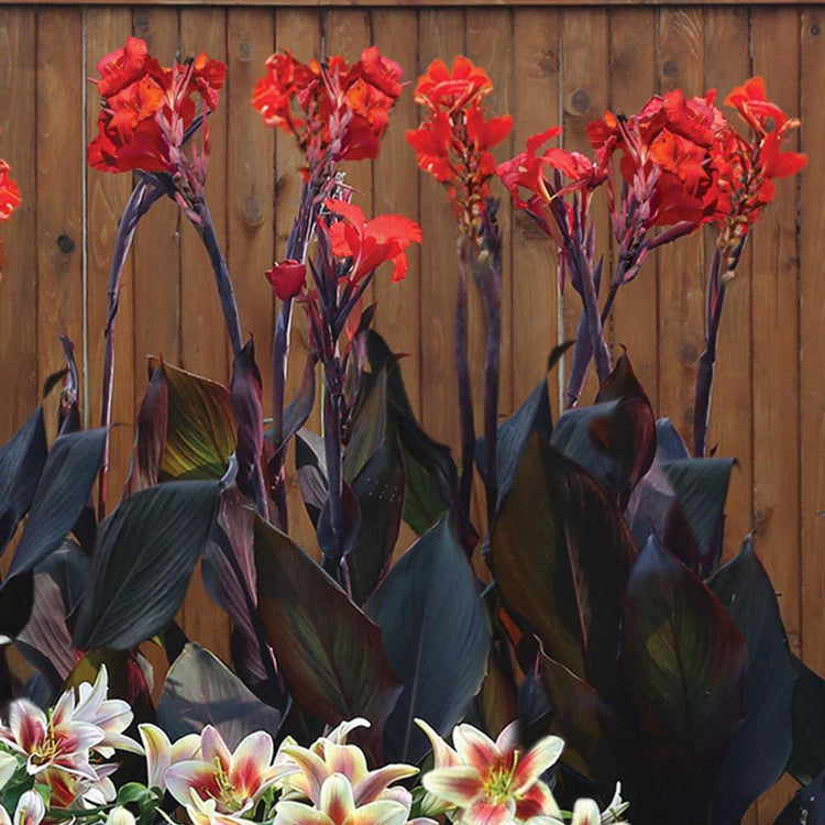 Canna Tall Australia