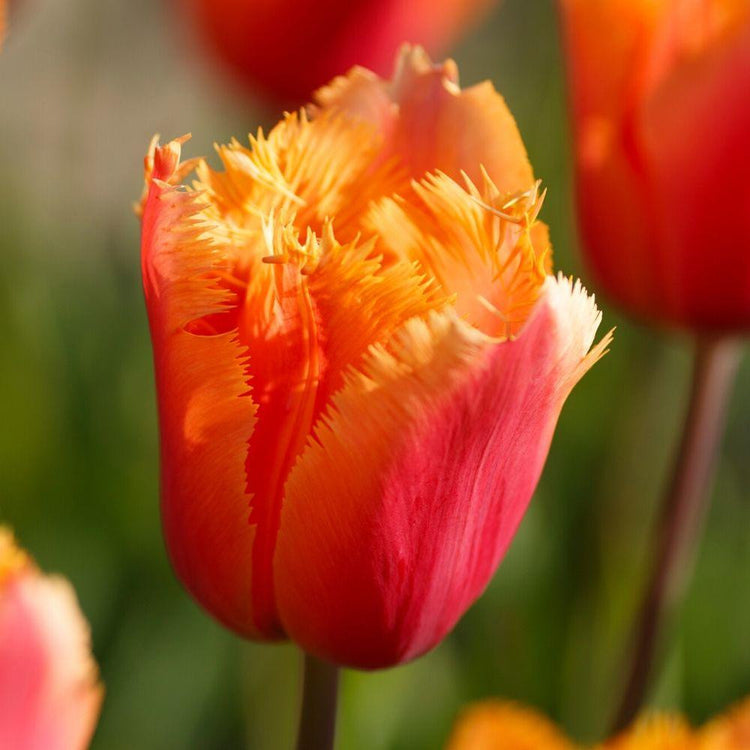 Single Lambada tulip flower showing red-orange petals with yellow fringed edges.