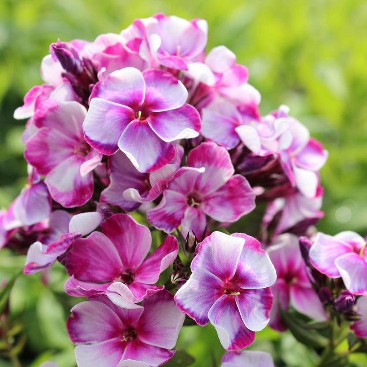 Phlox Paniculata Neon Flare Blue