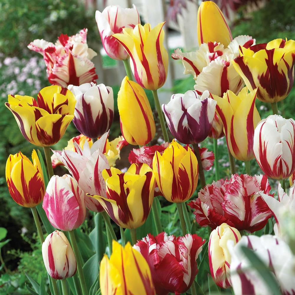 Tulip Assorted Rembrandt Mix - 20 bulbs - Longfield Gardens