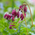 Standard Dicentra