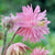 40% Off Pinks Purples & Whites
