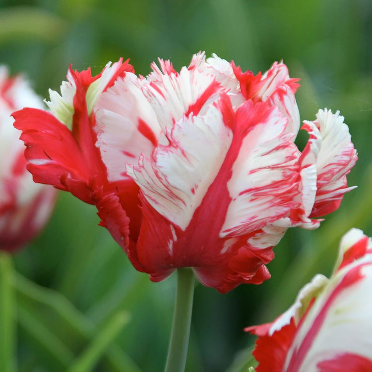 Tulip Parrot Estella Rijnveld
