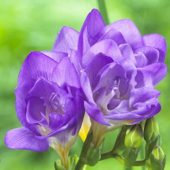Freesia Field Freesia Double Blue - 25 corms - Longfield Gardens