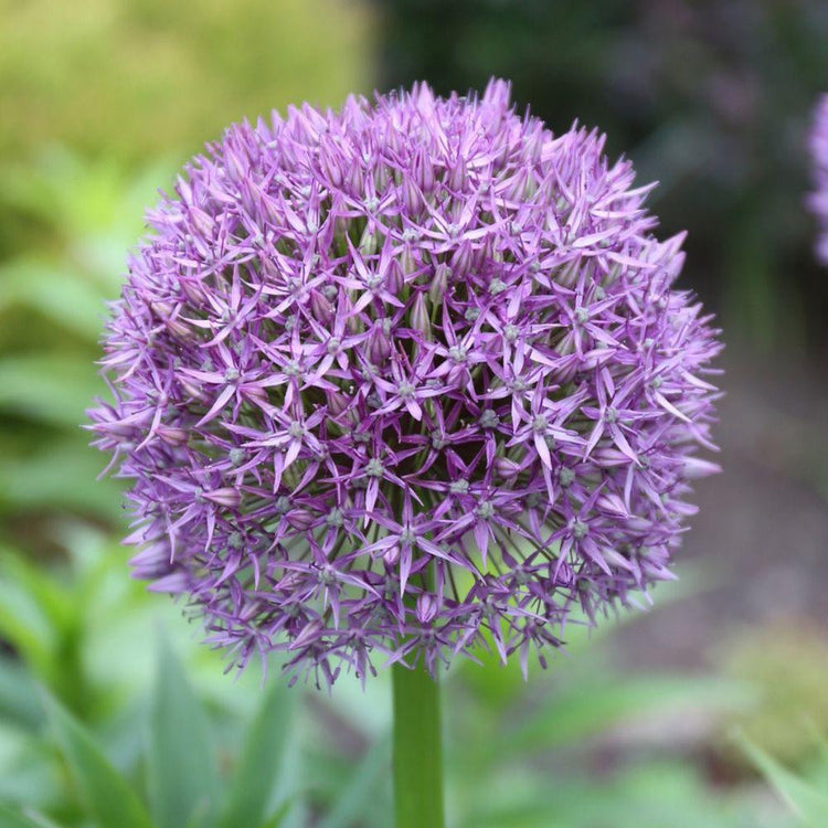 Allium Giant Globemaster