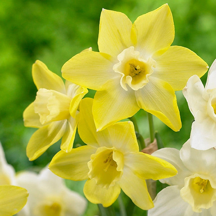 The cheery yellow flowers of miniature daffodil Yellow Sailboat, showing how each stem displays multiple blossoms.