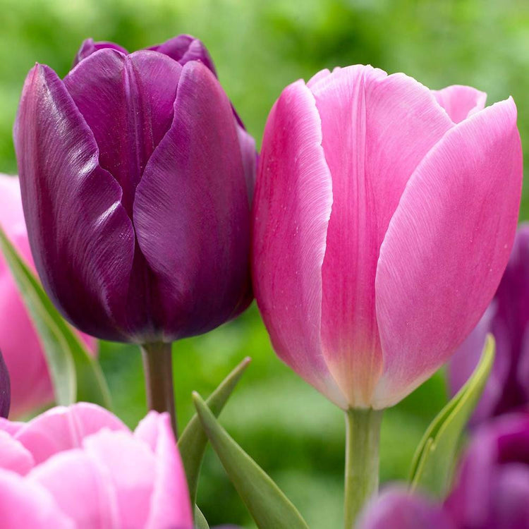 Tulip Triumph Early Glory & Negrita