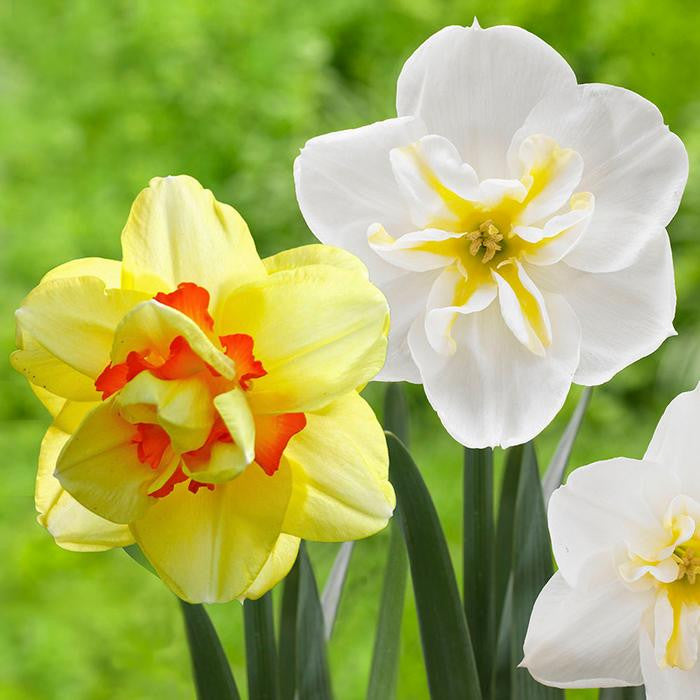 Daffodil Assorted Tahiti & Lemon Beauty
