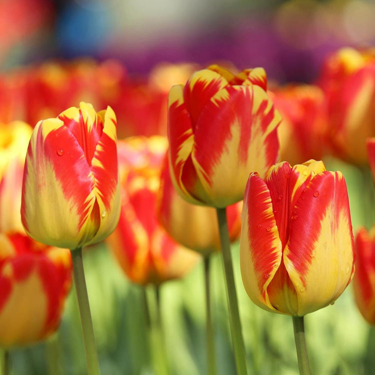 Three flower heads of Darwin hybrid tulip Banja Luka in garden showing dramatic red and yellow markings.