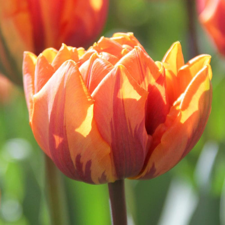 Tulip Double Late Orange Princess